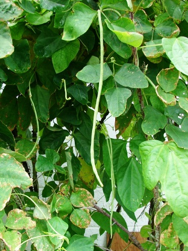 Give the yardlong bean a try 